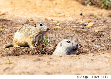Two European ground squirrels, one peeking from its burrow and another standing guard, are captured in a moment of vigilance on a sunny day. Two European ground squirrels, one peeking from its burrow and another standing guard, are captured in a moment of vigilance on a sunny day. 116916115