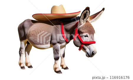 Donkey wearing a sombrero and red harness standing against a white background. 116916176