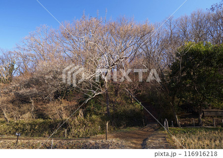 横浜市にある原風景の冬　 116916218