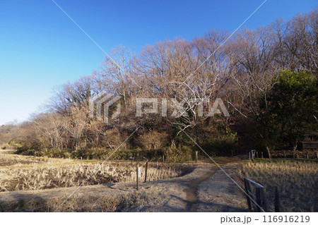 横浜市にある原風景の冬　 116916219