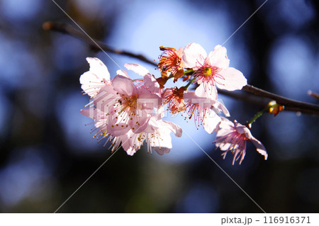 冬のサンパウロに咲く桜 ブラジル 冬のサンパウロに咲く桜 ブラジル 116916371
