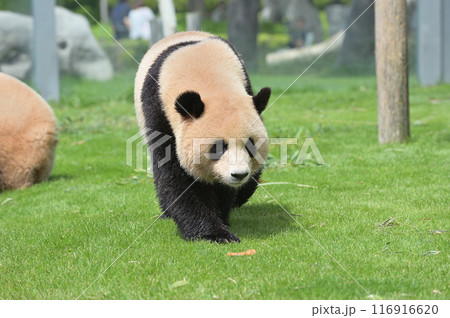 お散歩中の梅浜 116916620