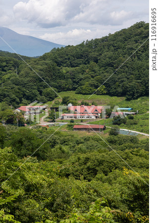夏の神津牧場　群馬県 116916695