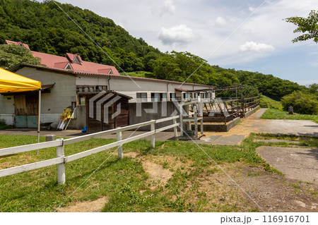夏の神津牧場　群馬県 116916701