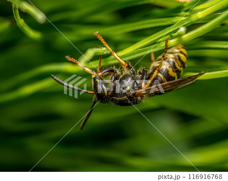 Wasp sitting on garden plant leaves 116916768