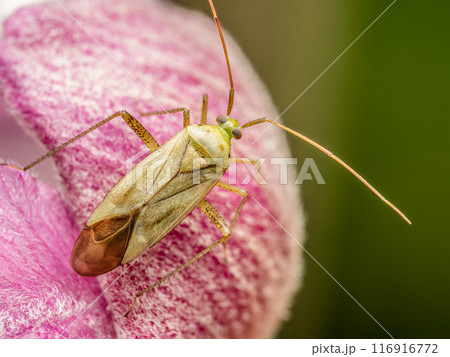 Lygus pratensis bug on flowerhead 116916772