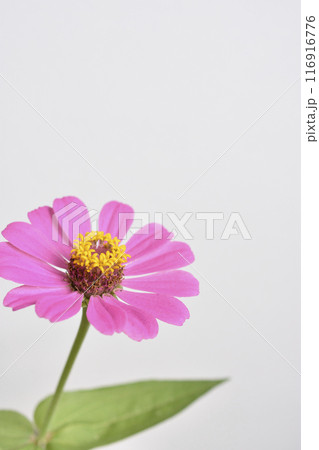 百日草 百日草 116916776