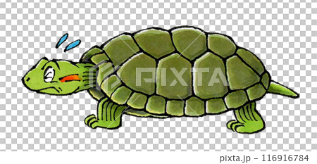 困るミドリガメ 116916784