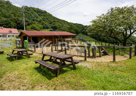 夏の神津牧場 群馬県 夏の神津牧場 群馬県 116916787