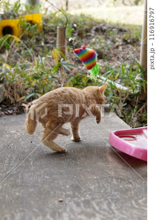おもちゃの動きに戸惑う可愛い子猫 おもちゃの動きに戸惑う可愛い子猫 116916797