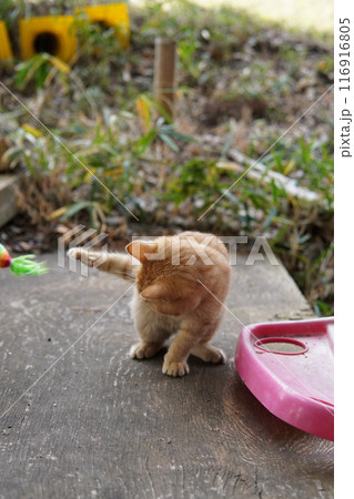 おもちゃの動きに戸惑う可愛い子猫 116916805