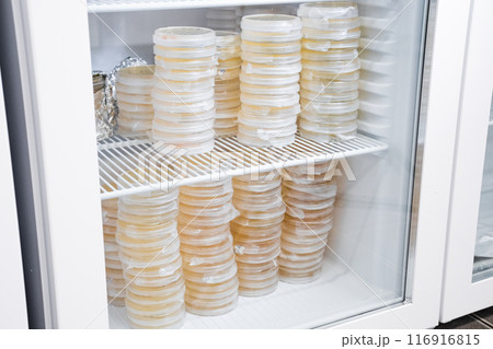 Petri dishes with agar media for culture in incubator in the laboratory. 116916815