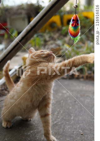 おもちゃの動きに戸惑う可愛い子猫 116916816