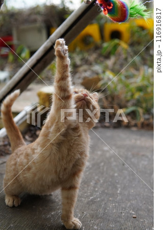 おもちゃの動きに戸惑う可愛い子猫 116916817