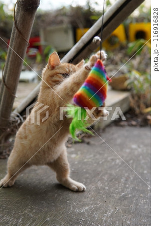 おもちゃの動きに戸惑う可愛い子猫 おもちゃの動きに戸惑う可愛い子猫 116916828