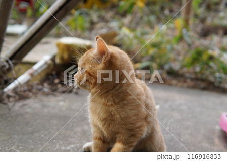 おもちゃの動きに戸惑う可愛い子猫 おもちゃの動きに戸惑う可愛い子猫 116916833
