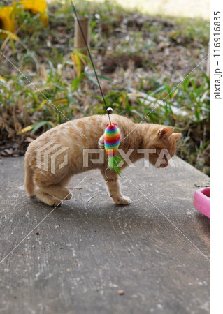 おもちゃの動きに戸惑う可愛い子猫 116916835