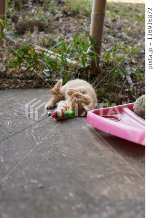 おもちゃの動きに戸惑う可愛い子猫 おもちゃの動きに戸惑う可愛い子猫 116916872