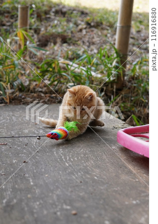 おもちゃの動きに戸惑う可愛い子猫 おもちゃの動きに戸惑う可愛い子猫 116916880