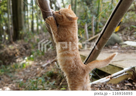 おもちゃの動きに戸惑う可愛い子猫 おもちゃの動きに戸惑う可愛い子猫 116916893