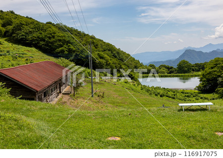 夏の神津牧場 群馬県 夏の神津牧場 群馬県 116917075