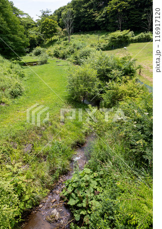 夏の神津牧場　群馬県 116917120
