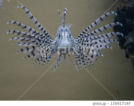 正面を向いているミノカサゴ 116917195