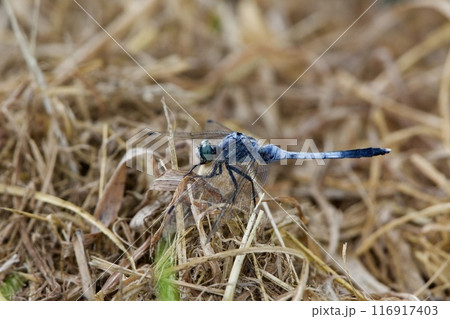トンボ dragonfly / Japan 116917403