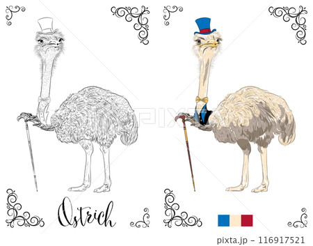 Coloring Book page Ostrich with Top Hat 116917521