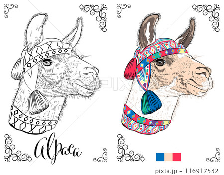 Coloring Book page Alpaca with Colorful Hat 116917532