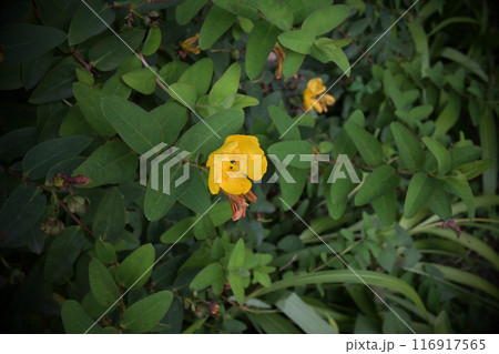 草村の黄色い花 草村の黄色い花 116917565