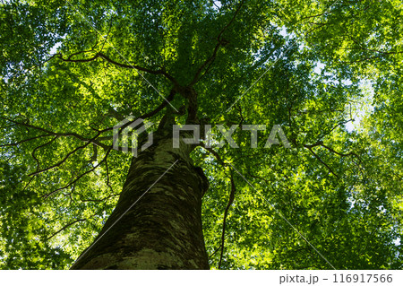 世界自然遺産　白神山地の初夏　新緑の十二湖　ブナ林 116917566