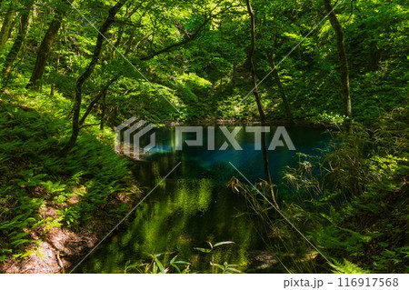 世界自然遺産　白神山地の初夏　新緑の十二湖　青池 116917568