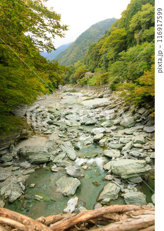 渡るのに勇気が必要な徳島県のかずら橋 渡るのに勇気が必要な徳島県のかずら橋 116917599