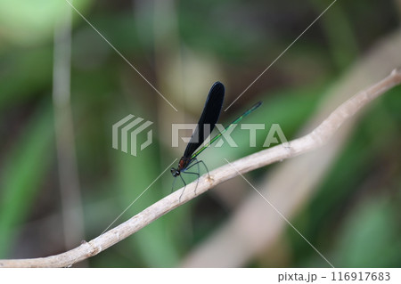 ハグロトンボ　鎌倉市　笛田公園 116917683