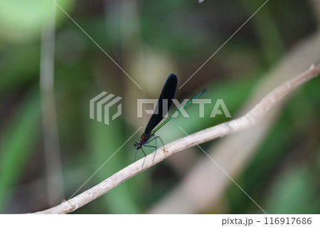 ハグロトンボ　鎌倉市　笛田公園 116917686