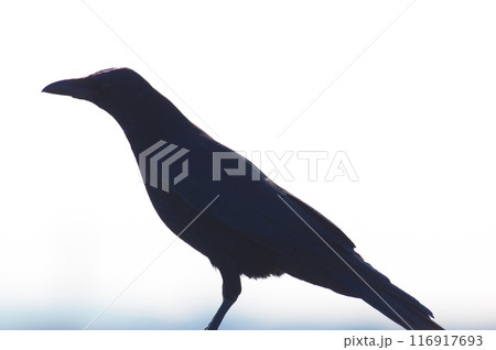 真っ黒なカラス 真っ黒なカラス 116917693