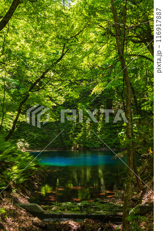 世界自然遺産　白神山地の初夏　新緑の十二湖　青池 116917887