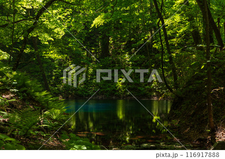 世界自然遺産　白神山地の初夏　新緑の十二湖　青池 116917888