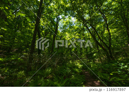 世界自然遺産　白神山地の初夏　新緑の十二湖　ブナ林 116917897