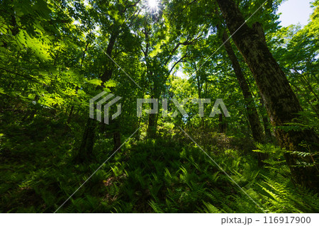世界自然遺産　白神山地の初夏　新緑の十二湖　ブナ林 116917900