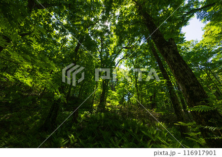 世界自然遺産　白神山地の初夏　新緑の十二湖　ブナ林 116917901