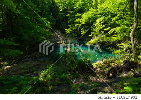世界自然遺産 白神山地の初夏 新緑の十二湖 沸壷の池 世界自然遺産 白神山地の初夏 新緑の十二湖 沸壷の池 116917902