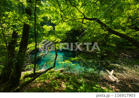 世界自然遺産　白神山地の初夏　新緑の十二湖　沸壷の池 116917903