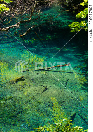 世界自然遺産　白神山地の初夏　新緑の十二湖　沸壷の池 116917905