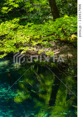 世界自然遺産　白神山地の初夏　新緑の十二湖　沸壷の池 116917906