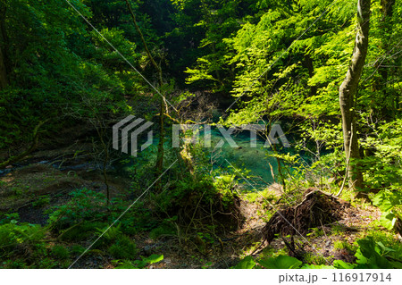 世界自然遺産　白神山地の初夏　新緑の十二湖　沸壷の池 116917914