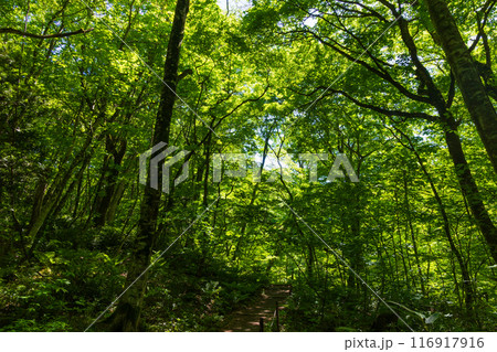 世界自然遺産　白神山地の初夏　新緑の十二湖　ブナ林 116917916