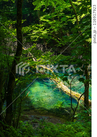 世界自然遺産 白神山地の初夏 新緑の十二湖 沸壷の池 世界自然遺産 白神山地の初夏 新緑の十二湖 沸壷の池 116917923