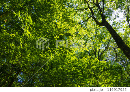 世界自然遺産　白神山地の初夏　新緑の十二湖　ブナ林 116917925